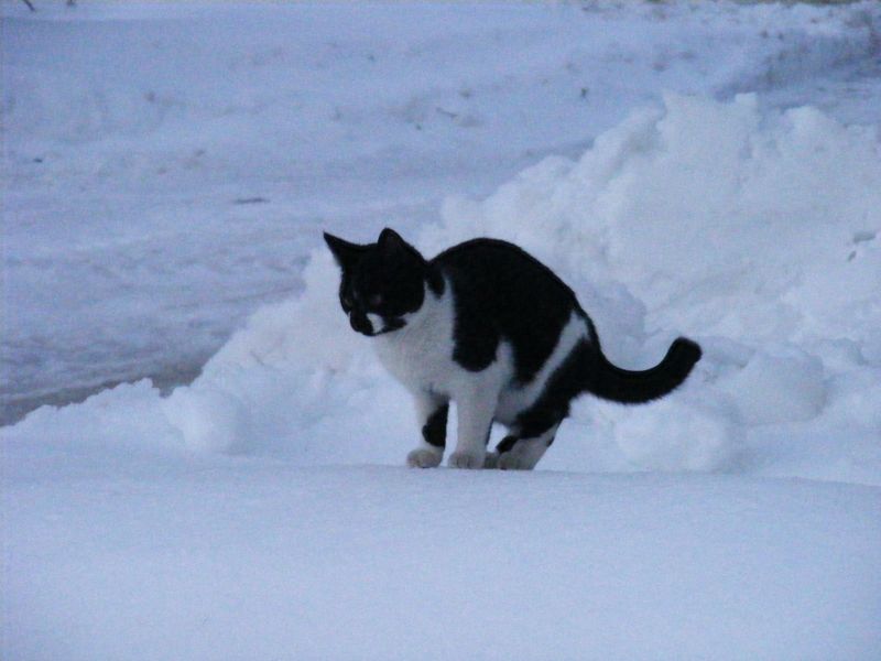 cat in winter